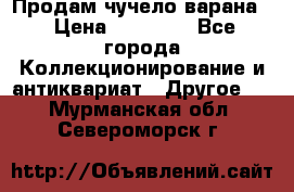 Продам чучело варана. › Цена ­ 15 000 - Все города Коллекционирование и антиквариат » Другое   . Мурманская обл.,Североморск г.